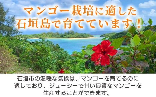 《2026年7月以降発送》最高糖度20度！？ 完熟！3Lサイズ　石垣島産冬眠マンゴー 【 沖縄 石垣 数量限定 フルーツ マンゴー 冷凍 完熟 真空 】TF-17-1_R8