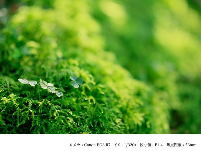 SIGMA 56mm F1.4 DC DN | Contemporary【キヤノンRFマウント】（数量限定）