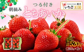 【先行予約】いちご とちあいか つる付き 2パック箱 ※2027年2月～発送