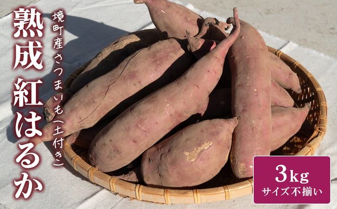 【数量限定】境町産 さつまいも 熟成紅はるか 小さめサイズ (SS～S) 約3kg 土付き 不揃い ねっとり 甘い 国産 熟成さつまいも べにはるか 芋 生芋 焼き芋 サツマイモ 無選別 茨城県 K2691