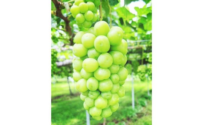 【2026年10月発送】シャインマスカット 訳あり家庭用 約2kg 4～6房 マスカット ぶどう 果物 信州 長野