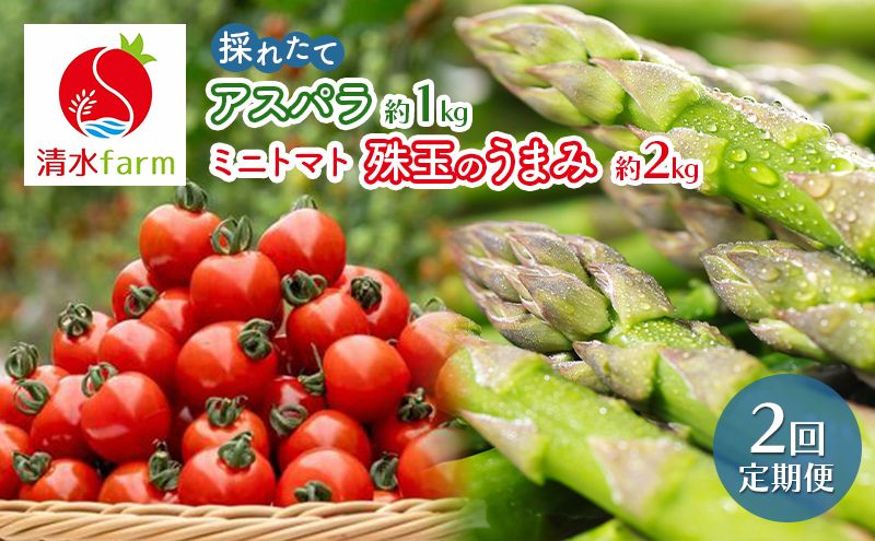 [2026年発送]●2回定期便● 富良野産 採れたて直送! 「アスパラ 約1kg・ミニトマト 殊玉のうまみ 約2kg」 (清水farm) アスパラ アスパラガス トマト ミニトマト とまと 野菜 新鮮 季節限定 北海道 富良野 ふらの