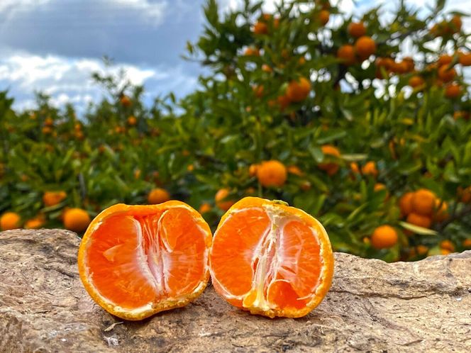 有田みかん 小玉ちゃん 等級混合 2.2kg 小玉2S～4Sサイズ混合 和歌山 南泰園 みかん  BS657