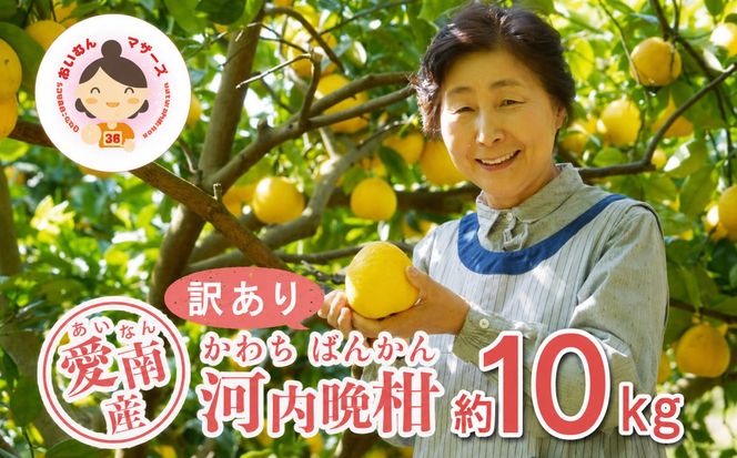 数量限定 先行予約 訳あり 河内晩柑 10kg 10000円 みかん わけあり かわちばんかん mikan 蜜柑 ミカン 愛南ゴールド あいなん ゴールド 文旦 派生 和製 グレープフルーツ 産地直送 国産 農家直送 期間限定 特産品 ゼリー ジュース アイス 等に 人気 限定 甘い さわやか フルーツ 果物 柑橘 規格外 あいなんマザーズ 愛南町 愛媛県