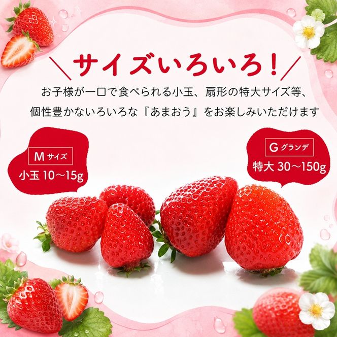 訳あり いちご 2027年2月中旬より発送 あまおう サイズ色々 4パック 約1kg 配送不可 離島 果物 フルーツ 福岡県産あまおう 