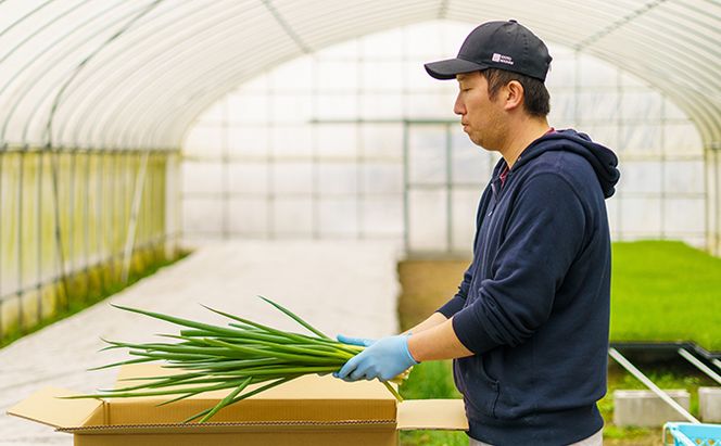 生産農家直送 京野菜・九条ねぎ5kg〈ねぎ ネギ 葱 九条ねぎ 京野菜 京都 新鮮 甘い 農家直送 野菜〉 
