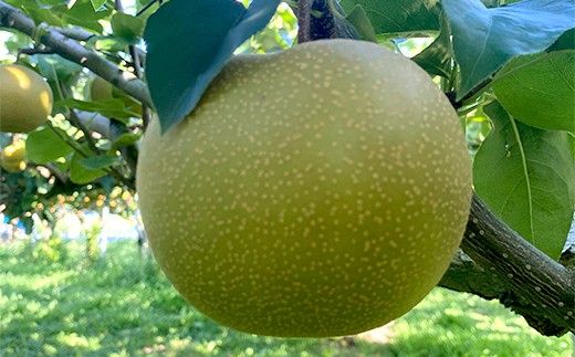 【100年以上続く梨産地】加賀・小塩辻の梨 約3kg ナシ なし くだもの 果物 フルーツ ご当地 食品 F6P-3358