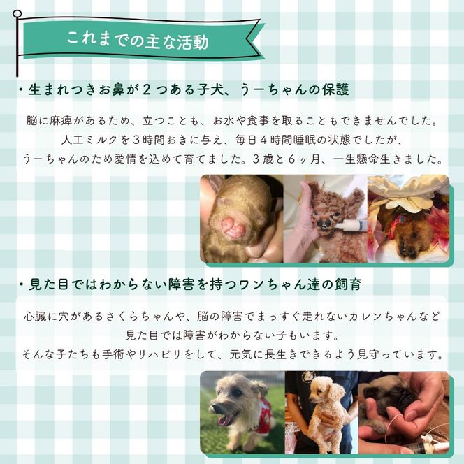 【返礼品なし】 【金額選べる】 障害犬 保護犬の支援 保護 支援 里親 譲渡 治療 餌 犬 動物愛護 藤枝市 静岡県