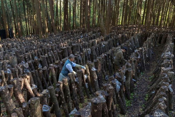 国東産干し椎茸 3種セット 計約245g 大分県 しいたけ 国産 スライス 小粒 大粒 _2655R