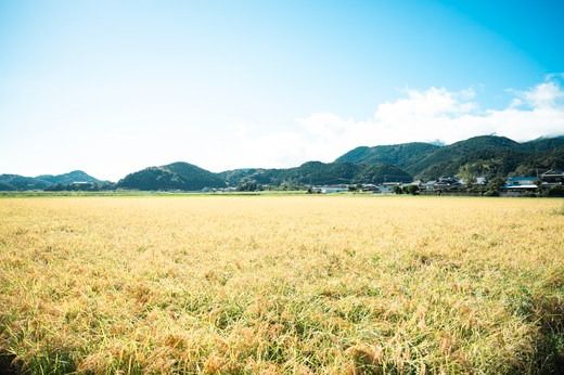 【令和6年産】【自然環境米】鬼北のせせらぎ5kg（鬼北産コシヒカリ） ｜ お米 お米不足 お米品薄 おいしい お米 事業者支援 送料無料 白米 精米 国産 限定 ごはん ご飯 白飯 ゴハン 愛媛県産 鬼北町　＜米 コメ こめ 精米 お米 白米 コシヒカリ 環境に優しい こだわり 持続可能 愛媛県 鬼北町 ＞