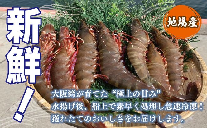 015B593 足赤エビ 500ｇ【国産 えび 天然 ぷりぷり 海鮮 水揚げ 生食可】