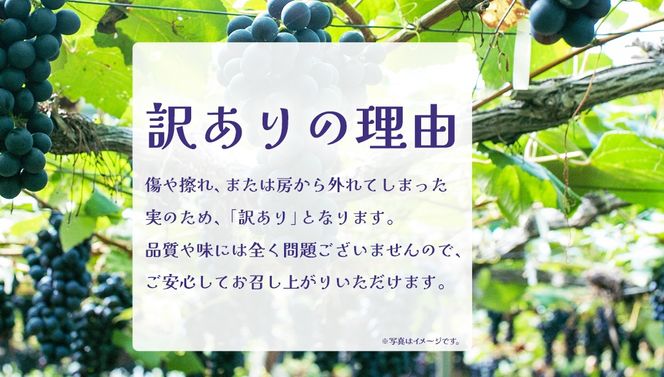 【 訳あり 】 巨峰 2kg 【2026年10月上旬発送開始】(茨城県共通返礼品：大子町) ぶどう 葡萄 ブドウ フルーツ 果物 スイーツ わけあり ワケあり ご自宅用 ご家庭用 自分用