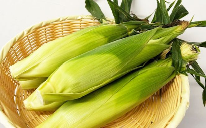 【2026年6月～発送】【最高糖度20度以上！】とうもろこし 2Lサイズ 10本 / ゴールドラッシュネオ トウモロコシ コーン スイートコーン / 南島原市 / 三和サービス株式会社[SGB008]