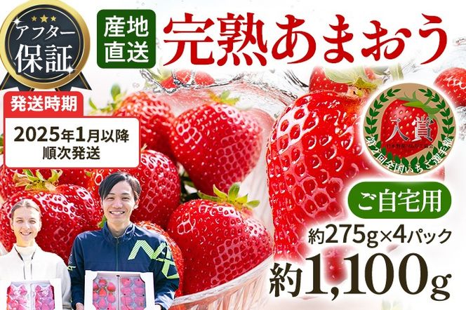 アフター保証 あまおう 約1,100g（約275g×4パック）（先行受付／2025年1月以降順次発送予定）いちご 大粒 不揃い 苺 イチゴ 福岡高級 フルーツ 土産 福岡県