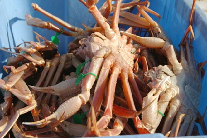 ふるさと納税 大き 京丹後市 蟹の匠 魚政の京丹後市産 未冷凍 ふるさと納税 大き 京丹後市 蟹の匠 魚政の京丹後市産 未冷凍