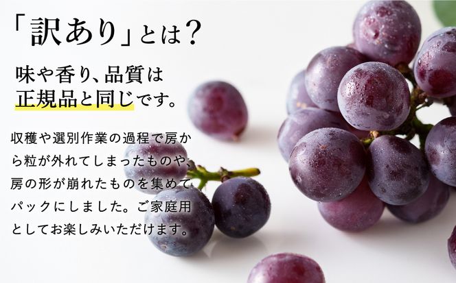 【2026年先行予約】数量限定 訳あり 豊岡ぶどう「ピオーネ」 約300g×8パック ／ ぴおーね ブドウ 葡萄 訳ありぶどう 大粒 強い甘み 爽やかな酸味 新鮮 果物 産地直送 くだもの フルーツ 上品 香り