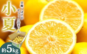 小夏 【2027年3月より順次配送】小夏(日向夏) 高知県 5kg 甘酸っぱさがギュッと詰まった ku-0049