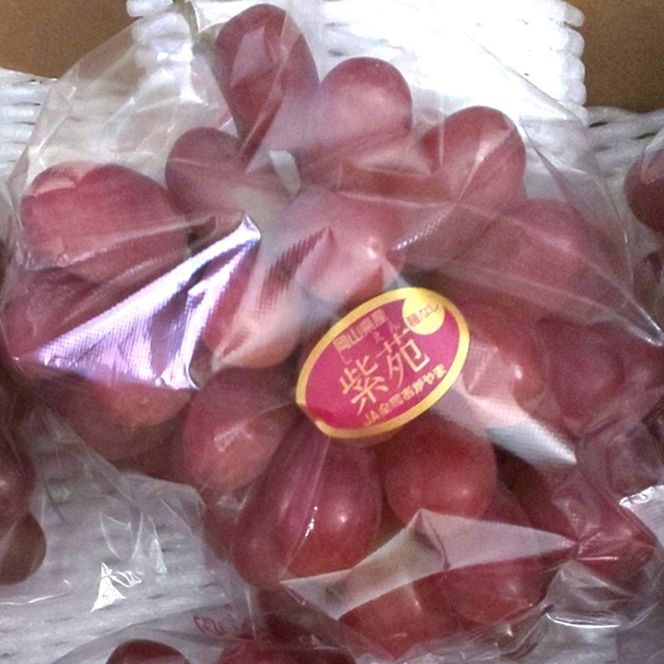 岡山県産 紫苑 1房(約500g)  果物 フルーツ ぶどう ブドウ 葡萄 国産