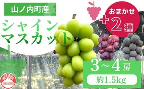 【2026年9月～発送】ぶどう シャインマスカット + おまかせ2種 約1.5kg（3?4房）山ノ内町産 ブドウ 葡萄 マスカット