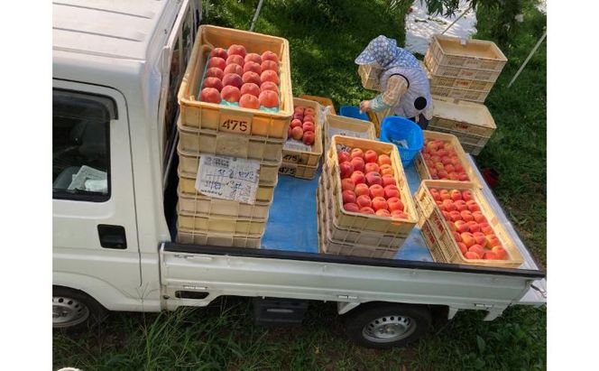 【2026年8月発送】品種おまかせ（白鳳、あかつき、なつっこなど）秀品 約3kg 6～11玉 桃 もも 果物 信州 長野