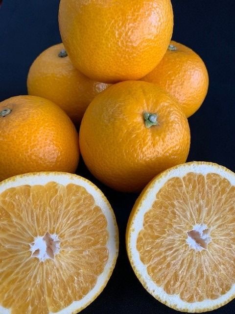 はっさく 赤秀品 約5kg（3L・2L/サイズ指定不可） CC28