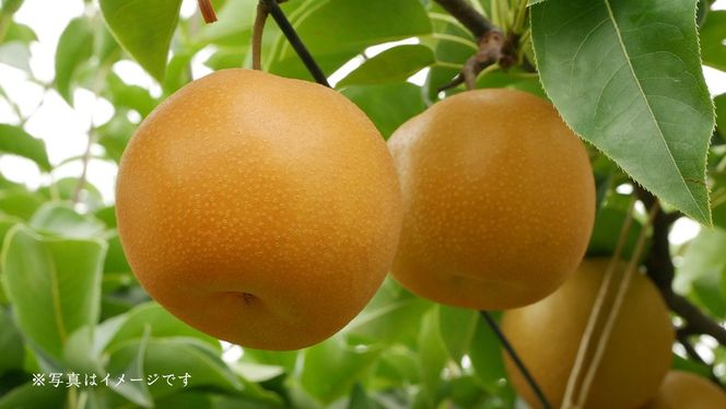 茨城県産 梨 幸水 サイズ おまかせ （2L～ 4L ） 5kg（ 12～16玉 ）【2026年8月中旬発送開始】 (茨城県共通返礼品：大子町) 梨 なし ナシ 果物 くだもの 季節 フルーツ デザート 旬果