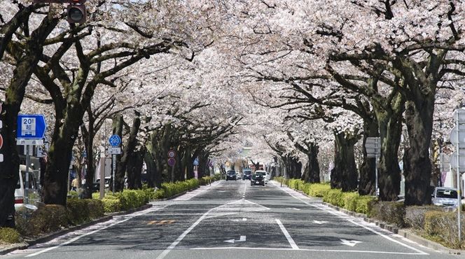 169-53-001　さくらのまちのタンブラー【 茨城県 日立市 】