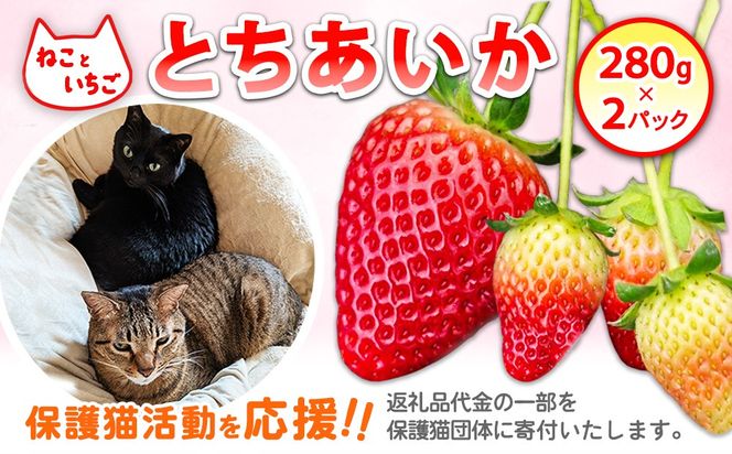 ねこといちご とちあいか280g×2パック｜いちご イチゴ 苺 栃木県 果物 フルーツ 動物 保護 ※2026年12月～発送