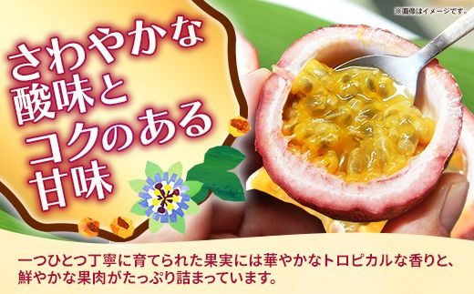 【先行受付】【2027年発送】黄金ファーム南星 パッションフルーツ 家庭用 約3kg (40玉～45玉) - ご自宅用 キズあり 色むらあり ご家庭用 先行予約 南国フルーツ 国産 おすすめ 沖縄県 八重瀬町
