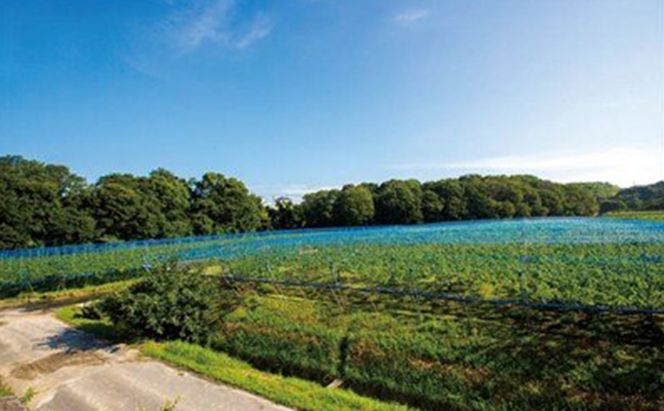 ジュース ぶどう農家浅桑園のこだわり ぶどうジュース セット 巨峰 クイーンニーナ 飲み比べ ドリンク ブドウ ぶどう 果物 フルーツ フルーツジュース 飲み比べセット 果汁ジュース 贈答 詰め合わせ ギフト 贈り物 プレゼント 愛知 愛知県 日進市