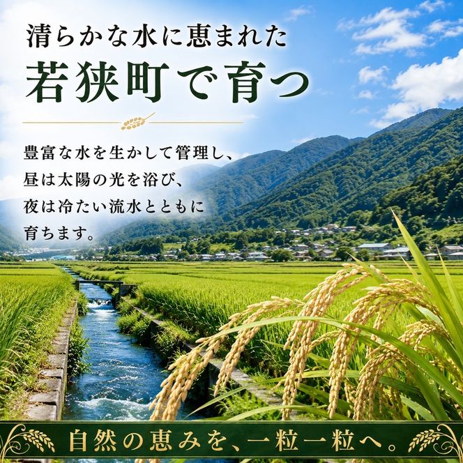 令和8年産 福井県若狭町 つきあかり （一等米） 10kg（神谷農園） 5kg×2袋 お米 ブランド米 銘柄米 ご飯 おにぎり お弁当 産地直送 和食 主食