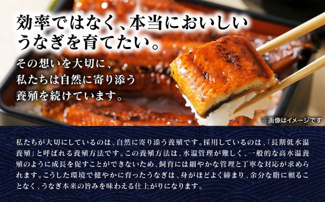 【先行予約】 うなぎの蒲焼 2尾 （合計350g以上） 鰻 うなぎ ウナギ 国産 冷凍 うな重 蒲焼 丑の日 熊本県 八代市 【2026年9月中旬より順次発送】