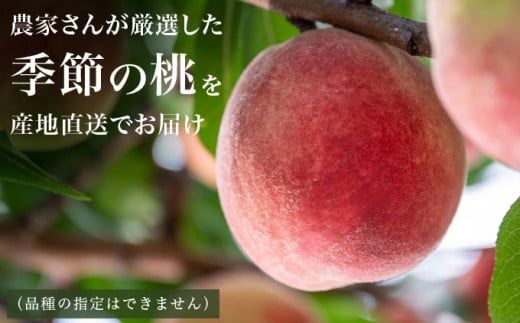 季節の桃 約2kg 約3kg 約5kg 選べる内容量 ［ おぶせファーマーズ ］桃 もも モモ ピーチ フルーツ 果物 たまき なつき あかつき 川中島白鳳 なつっこ 川中島白桃 黄金桃 だて白桃 先行予約 長野県産 信州産 クール便 冷蔵便 お取り寄せ 産地直送 数量限定 産地 直送  先行予約 2026 令和8年産【2026年7月中旬～9月中旬発送】