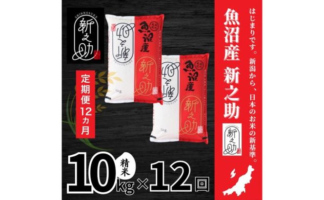【定期便全12回毎月発送】魚沼産新之助(精米)　10kg 米 定期 新潟 十日町市