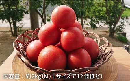 【甘くて濃厚】大玉 トマト 2kg 糸島産《糸島》 【大櫛トマトファーム】 [AQH001] 糸島野菜 野菜 とまと サラダ ジャム シャーベット かれん 彩り