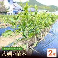 【2027年先行予約】八朔(はっさく)　苗木 2年生 2本 _ZE6144