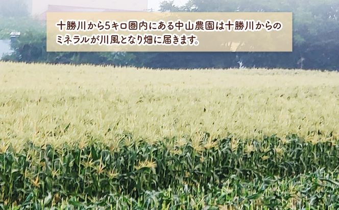 北海道 幕別町産 中山農園 朝どれ とうもろこし 3種 10本 （1本350g以上） [ 北海道産 スイートコーン 野菜  十勝 幕別 新鮮 テレビで紹介 ]