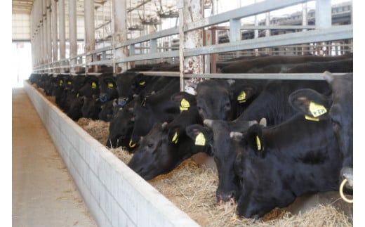 【カメチク】近江牛ホルモン焼肉または鍋用1200ｇ（600ｇ×2）【FK04W】