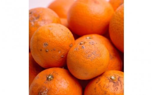 ＜2月より発送＞家庭用 清見2.5kg+250g（傷み補償分）【光センサー食頃出荷】【樹上完熟きよみオレンジ・清見タンゴール・清美】【わけあり・訳あり】【ikd199B】