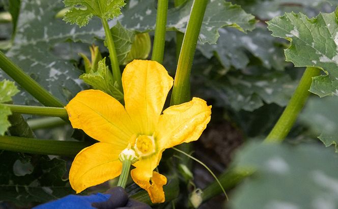 瀬戸内 牛窓産 ズッキーニ 約2kg（12本前後） 野菜 岡山県産 