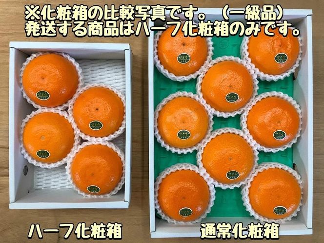 ちょっと 傷あり ハーフ 化粧箱 柑橘の大トロ ハウス せとか 4 ～ 6玉入 南泰園 BS168