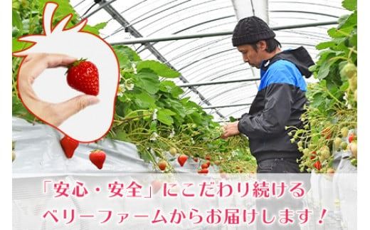＜宮崎県産 有機いちご250g×2パック＞※入金確認後、2026年1月下旬～3月上旬までに順次出荷