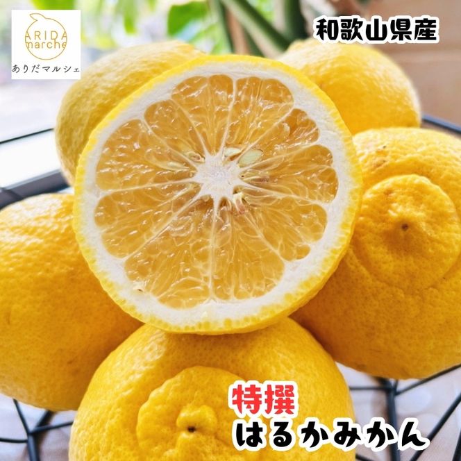 【人気柑橘】特撰 はるかみかん 5kg+200g(傷み補償分) ｜ 蜜柑 柑橘 果物 フルーツ くだもの 果実 国産 和歌山