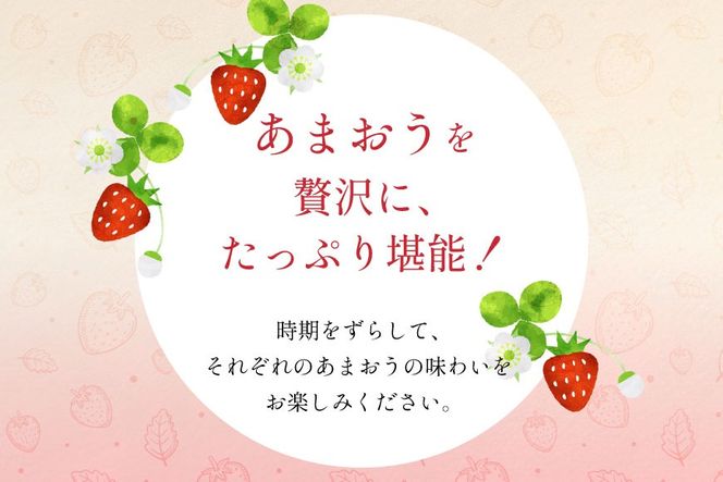 いちご あまおう 満喫セット 3回 定期便 [THE FARM_strawberry 福岡県 宇美町 um40azo780015] 苺 イチゴ 冷凍いちご 冷凍あまおう 甘い あまい アイス ジェラート シャーベット フルーツ 果物