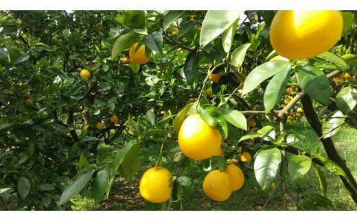 【訳あり】《中身で勝負》絶対的自信の河内晩柑（愛南ゴールド）7.5kg (なくなり次第終了)