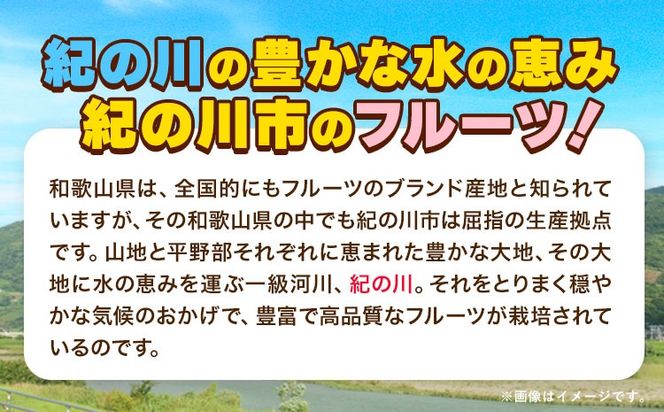 【先行予約】紀の姫キウイフルーツ約3.6kg（20～27玉入） JAわかやま 紀の里地域本部 《1月上旬-2月末頃出荷》和歌山県 紀の川市---wsk_jak23_1j2m_24_12000_3600g---