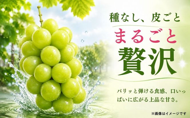 【先行予約】贈答用 シャインマスカット 2房（約1kg以上）(Bv-002)