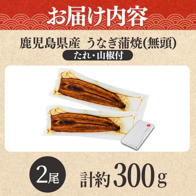 【0104347a-2611】＜11月上旬発送予定＞東串良町のうなぎ蒲焼(無頭)(2尾・計約300g・タレ、山椒付) うなぎ 高級 ウナギ 鰻 国産 蒲焼 蒲焼き たれ 鹿児島 ふるさと 人気【アクアおおすみ】