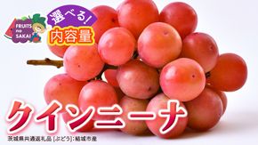 ＼選べる内容量／ クインニーナ 約1.3kg ～ 5kg 【2026年8月より発送開始】（茨城県共通返礼品 [ぶどう]：結城市産） ぶどう ブドウ 葡萄 クインニーナ 種なし 皮ごと 高級 国産 ふるさと納税