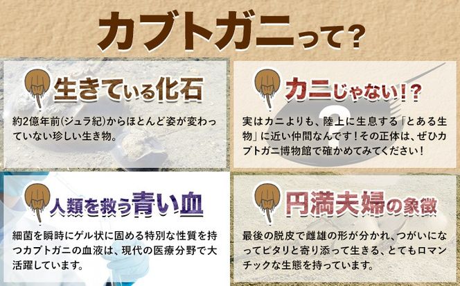 カブトガニに挟まれるツアー 記念品Tシャツ付き 選べる人数 1名 2名 3名 4名 5名 カブトガニ博物館《寄附お申し込み約1週間後にご連絡差し上げます(土日祝除く)》岡山県 笠岡市 カブトガニ 博物館 チケット ツアー 送料無料---K-77---